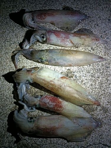 ケンサキイカの釣果