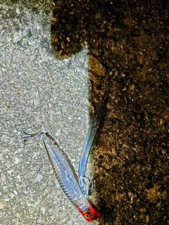 サヨリの釣果