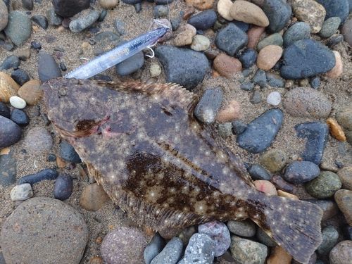 ソゲの釣果