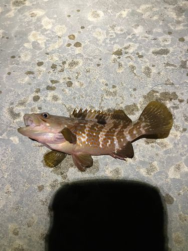 キジハタの釣果