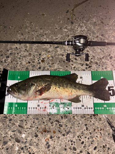 ブラックバスの釣果