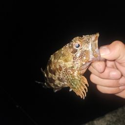 カサゴ