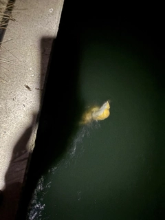 アカエイの釣果