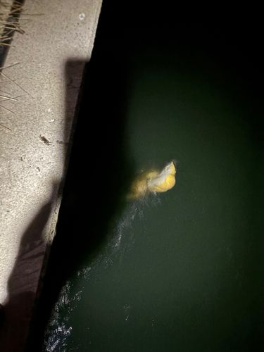 アカエイの釣果