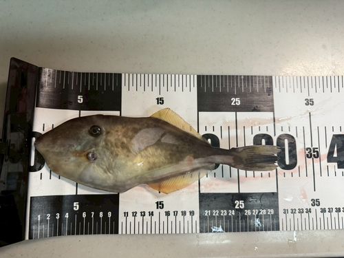 ウスバハギの釣果