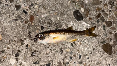 クロムツの釣果
