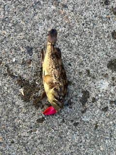 クロソイの釣果