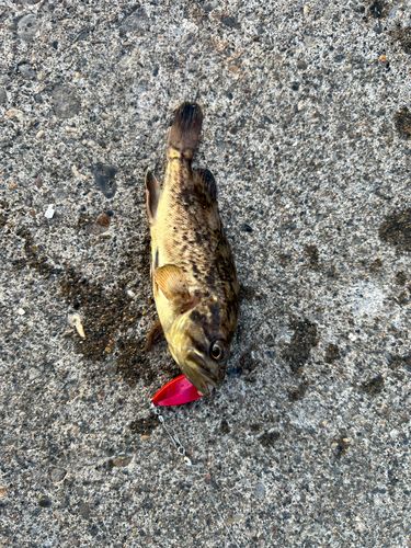 クロソイの釣果