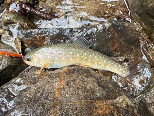 イワナの釣果