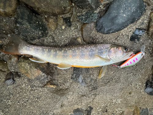 イワナの釣果
