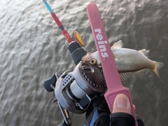 セイゴ（ヒラスズキ）の釣果