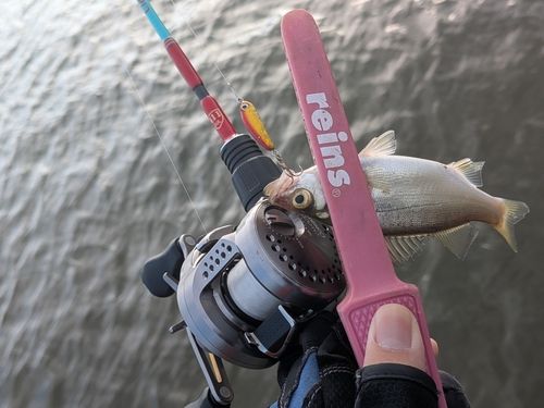 セイゴ（ヒラスズキ）の釣果