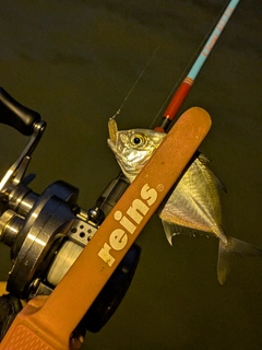 ギンガメアジの釣果