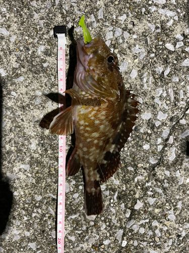 カサゴの釣果
