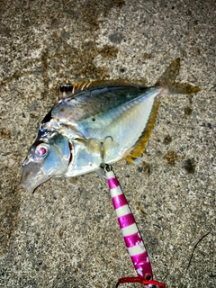 ヒイラギの釣果