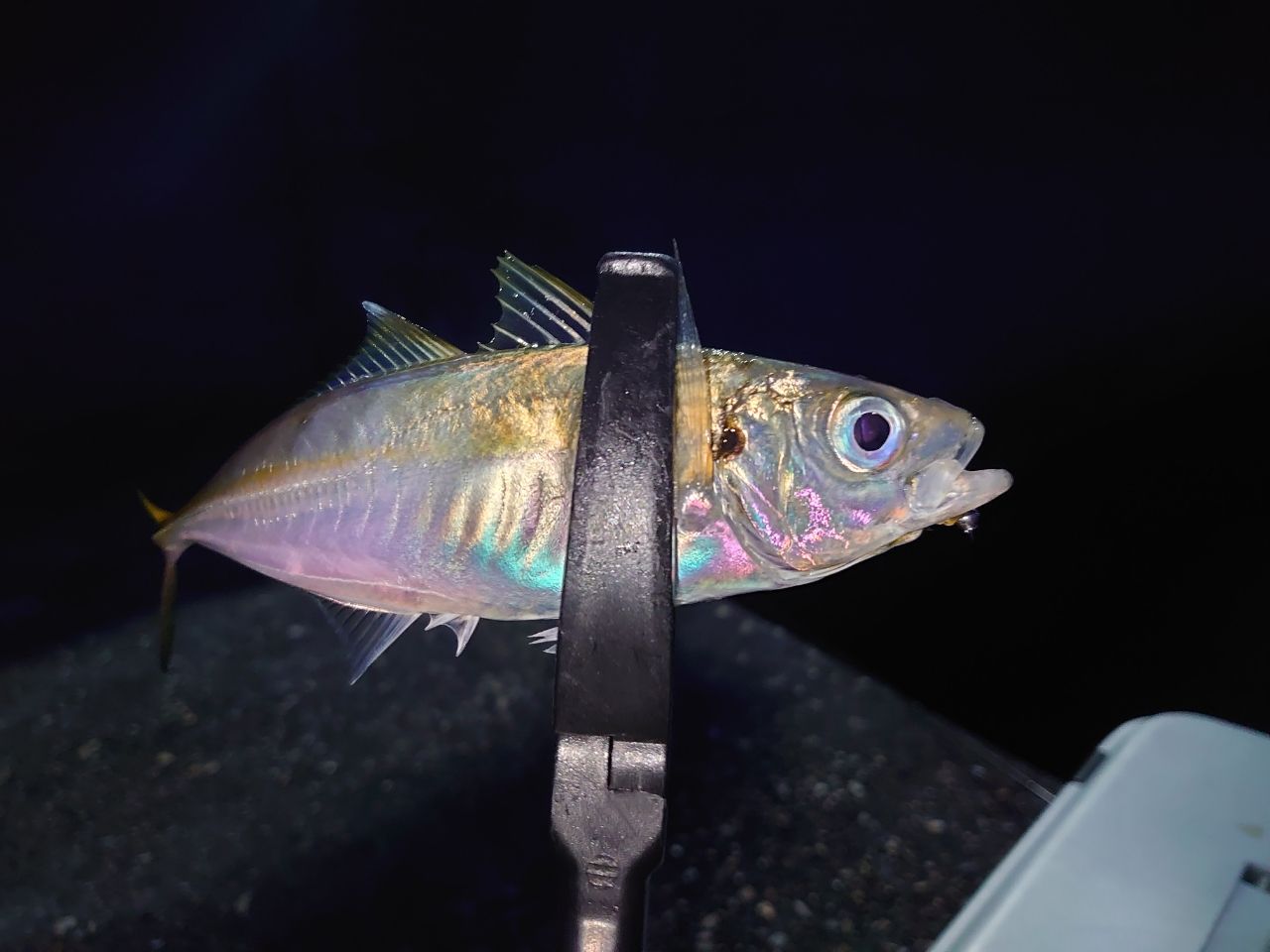 DAIWA 23月下美人 AIR 74UL-S・Wの最安値・インプレ・釣果