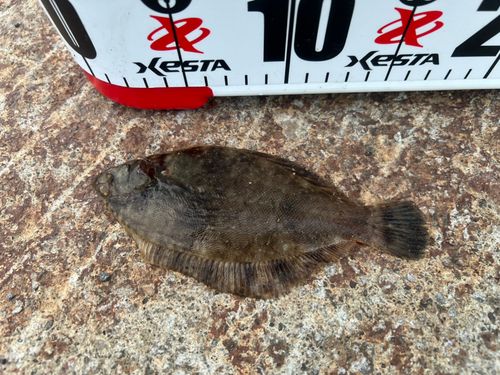 マコガレイの釣果