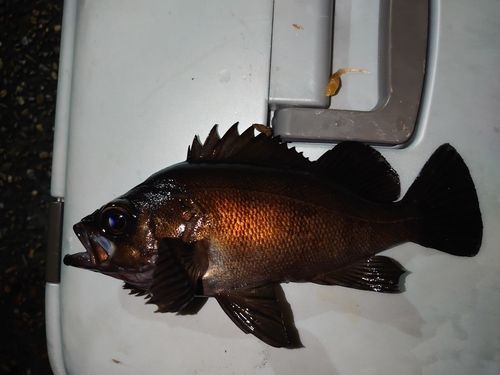 メバルの釣果
