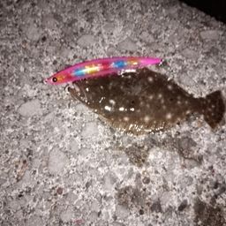 ヒラメ