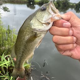 ラージマウスバス