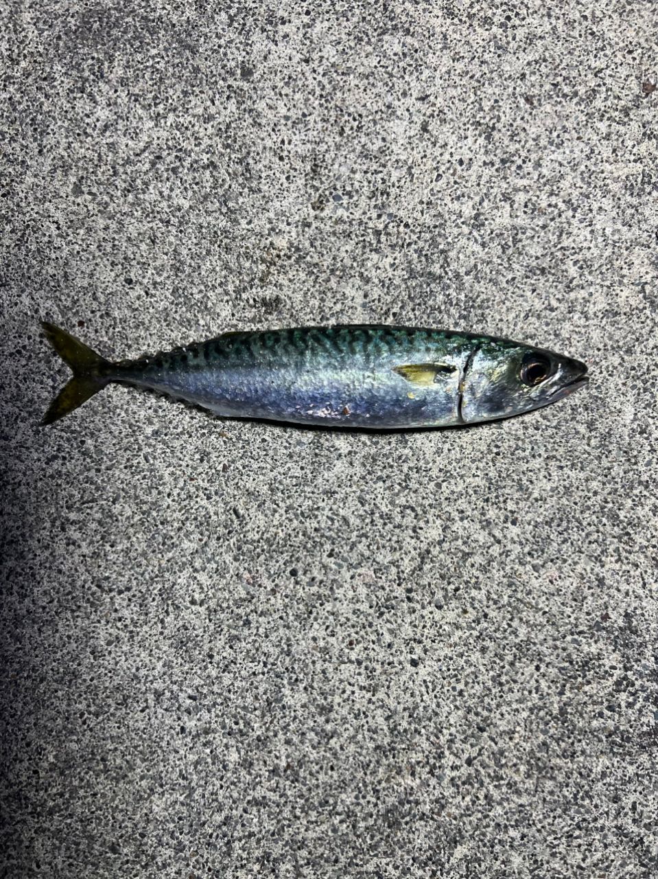 SHIMANO 18ソアレ SS アジング S58L-Sの最安値・インプレ・釣果