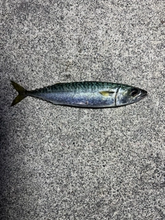 サバの釣果