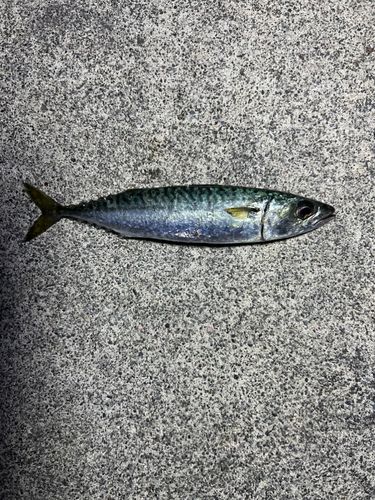 サバ