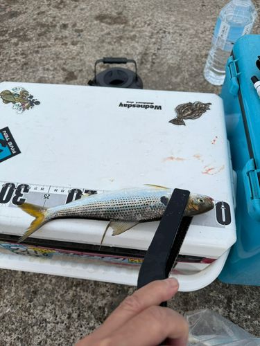 コノシロの釣果