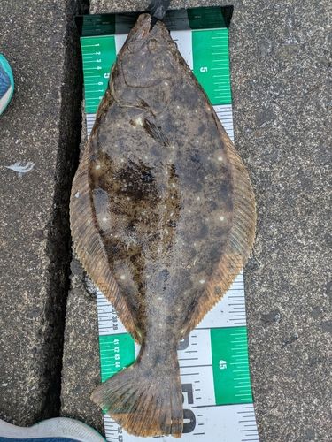 ヒラメの釣果