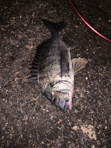 チヌの釣果