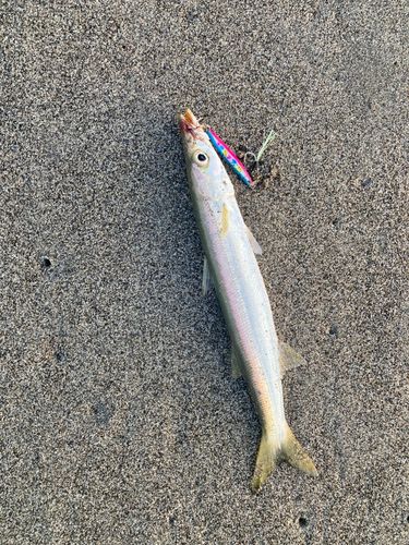 カマスの釣果