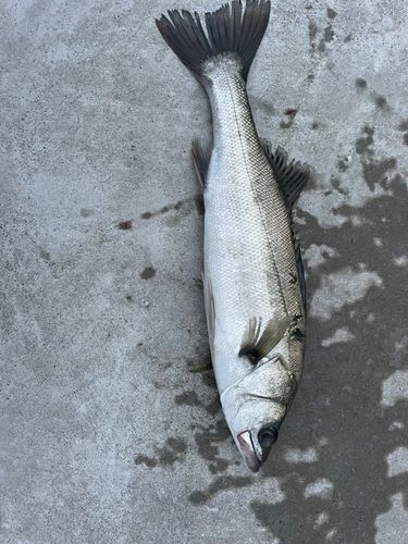 フッコ（マルスズキ）の釣果