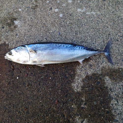 ソウダガツオの釣果