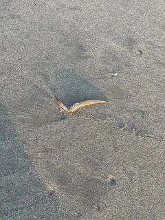 カマスの釣果