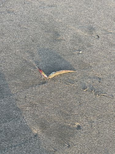 カマスの釣果