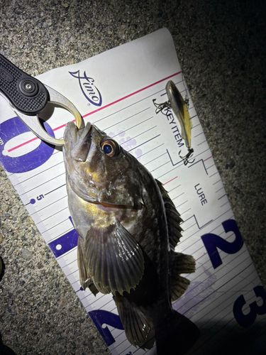 クロソイの釣果