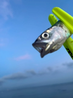 サバの釣果