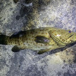 チャイロマルハタ