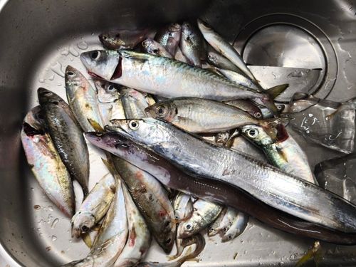 サバの釣果