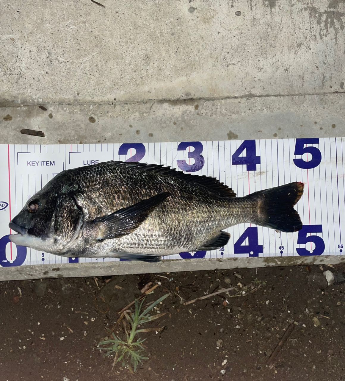 銅版画　魚チヌ かずです さんの 2025年07月21日のチヌの釣り・釣果情報(東京都