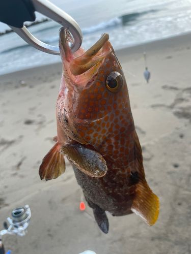 キジハタの釣果