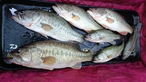 ブラックバスの釣果