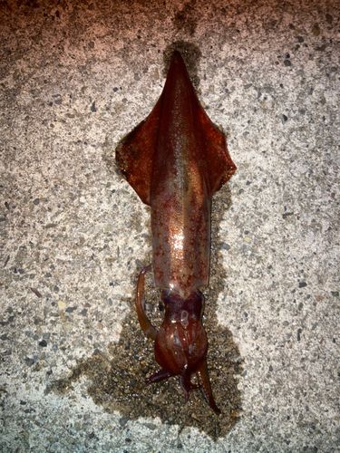 マイカの釣果