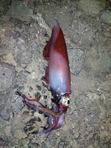 ケンサキイカの釣果