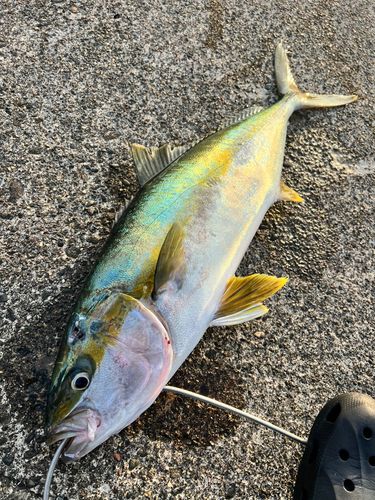 ヒラマサの釣果