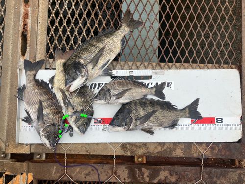 クロダイの釣果