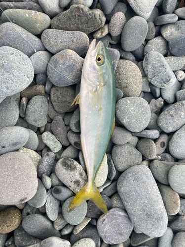 ワカシの釣果