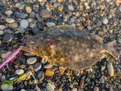 ヒラメの釣果