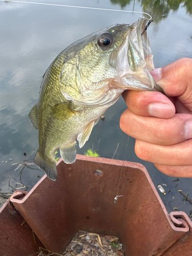 ラージマウスバスの釣果