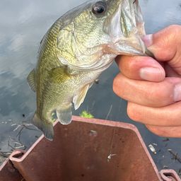 ラージマウスバス